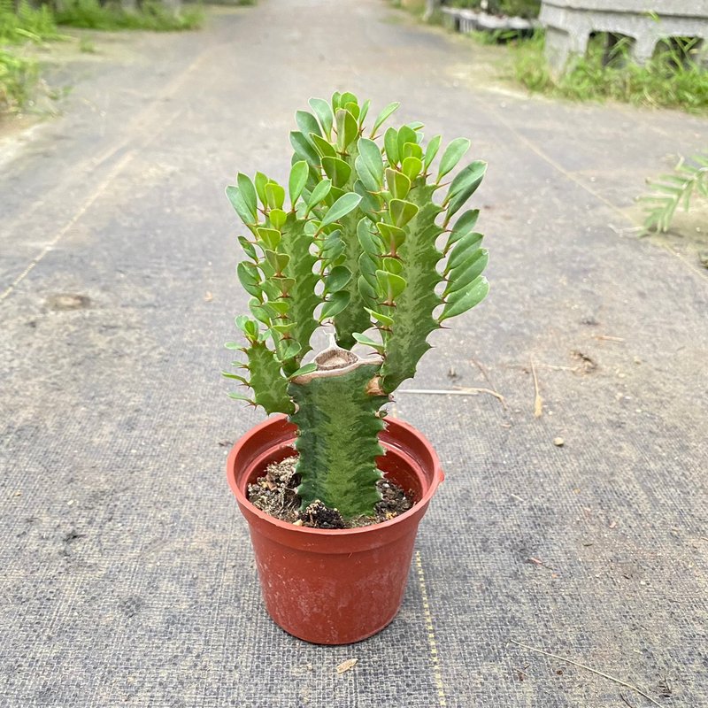 【荳荳多肉】【綠仙閣】喬遷│送禮│升遷│多肉植物 - 盆栽/植栽 - 植物．花 