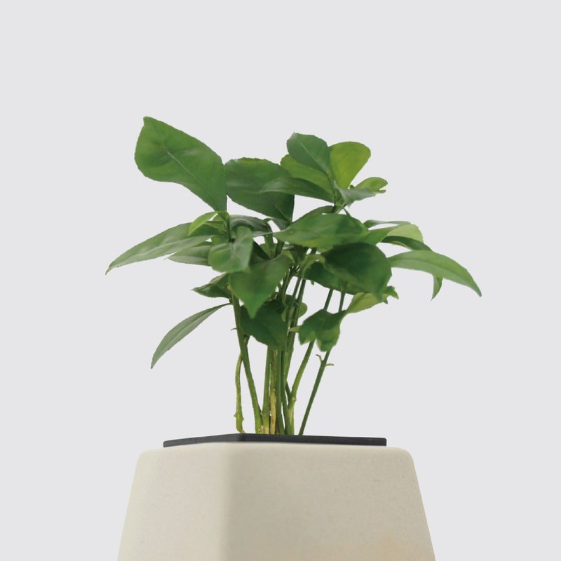 │ 方盆系列 │ 柚子葉 - 水耕盆栽 陶瓷盆器 室內植物 - 盆栽/植栽 - 植物．花 