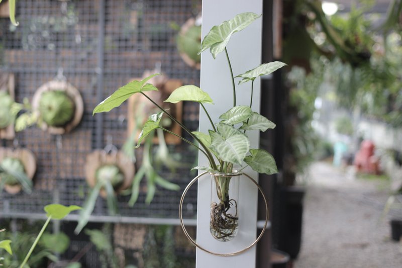 水培植栽│隨意搭植物鐵架壁掛_室內植物 辦公室盆栽  店內擺設 - 植物/盆栽/盆景 - 玻璃 