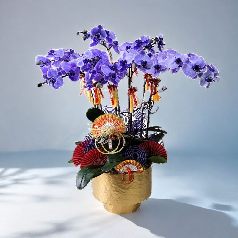 馬卡龍大花蝴蝶蘭8棵 GF00283 - 盆栽/植栽 - 植物．花 