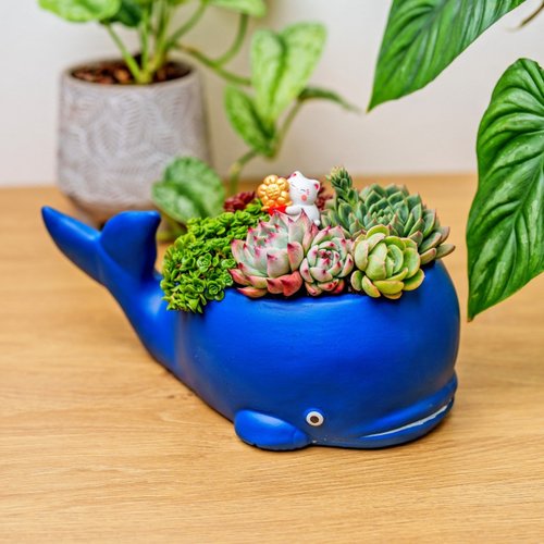 巧繪網植物館 鯨魚多肉組盆 桌上型盆栽 開幕送禮 喬遷禮物 植栽 盆栽