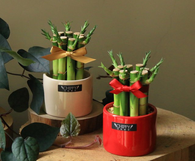 デスクトップラッキー竹鉢植え ショップ Chippygarden 観葉植物 Pinkoi