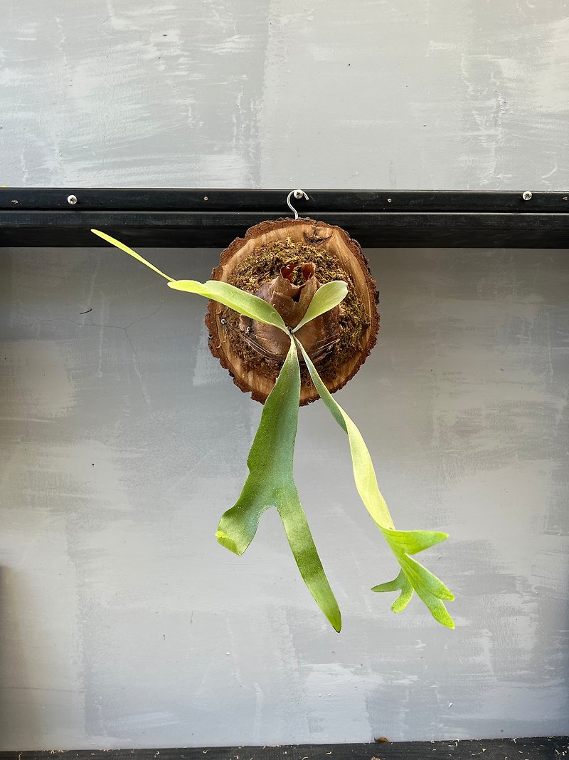 Staghorn Fern is on the market. Please inquire before placing an order. - ตกแต่งต้นไม้ - พืช/ดอกไม้ 