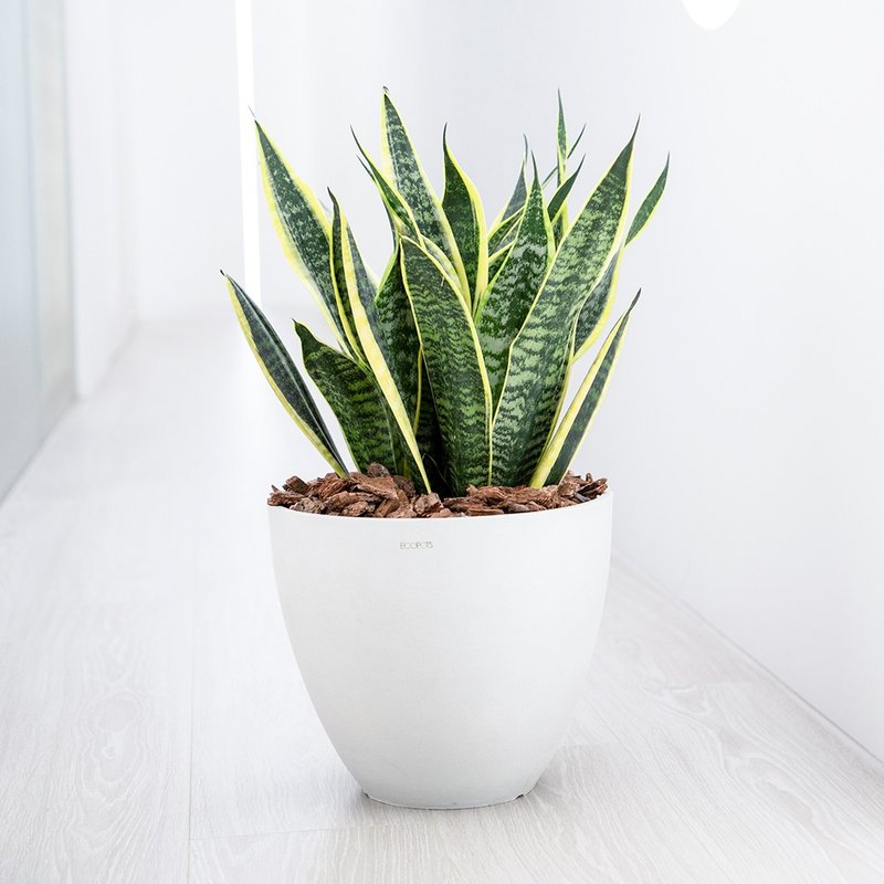 [Indoor Potted Plants] Sansevieria Potted Plants (Large) Foliage Plants Potted Plants Opening Gifts and Housewarming - ตกแต่งต้นไม้ - พืช/ดอกไม้ สีเขียว