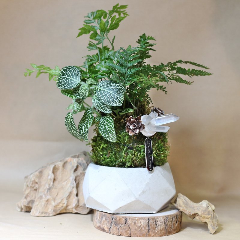 [One person travels] Green Planet [Botany + Moss Ball + Crystal Diffusing Stone+ Essential Oil] - Plants & Floral Arrangement - Plants & Flowers 