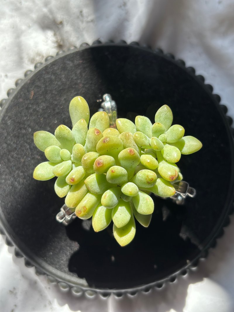 One picture, one thing, precise control of high-quality succulent Korean meat potted plants, birthday gift, DIY micro-landscape for housewarming and promotion - Plants - Plants & Flowers 