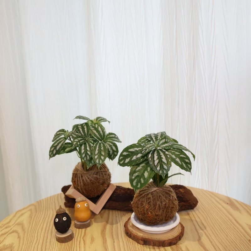 |水冷花苔球| 贈送塑膠底座 / 植男人紳 手作苔球 - 盆栽/植栽 - 植物．花 綠色