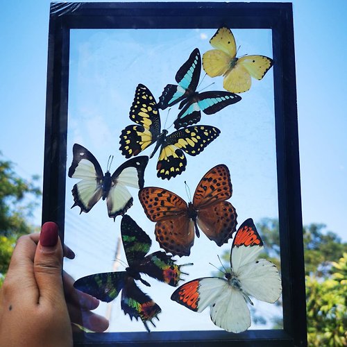 cococollection 7 Real Mix Thai Beautiful BUTTERFLY Taxidermy Insect Display Double Glass Frame