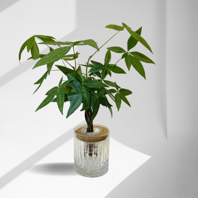 現貨 蕨美植栽 室內網美植栽辦公室水耕植栽-發財樹+輕奢玻璃瓶 - 盆栽/植栽 - 植物．花 