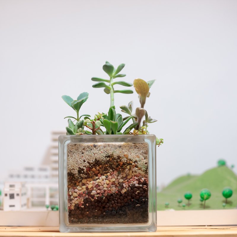 微景設計-小玻璃磚（多肉組合） - 植栽/盆栽 - 玻璃 綠色