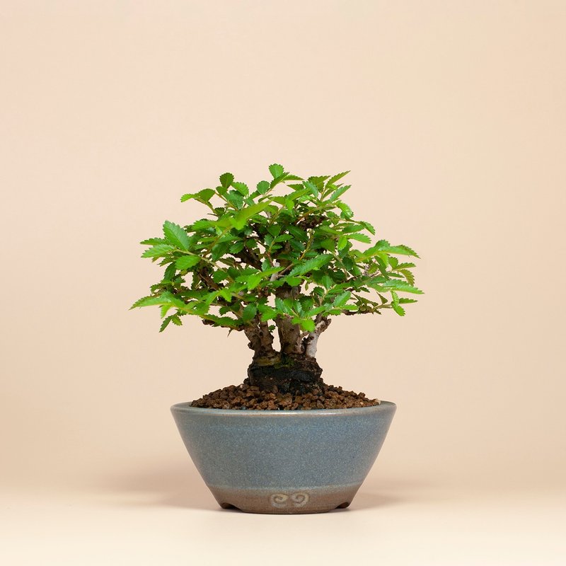 【日本植物】療癒盆栽 送禮推薦 迷你盆栽 - 植栽/盆栽 - 植物．花 