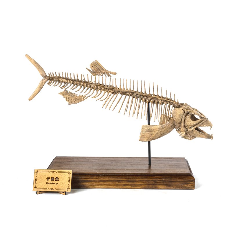 3D printed model of paleontology - Speartooth Fish (please choose home delivery) - Other - Resin Khaki