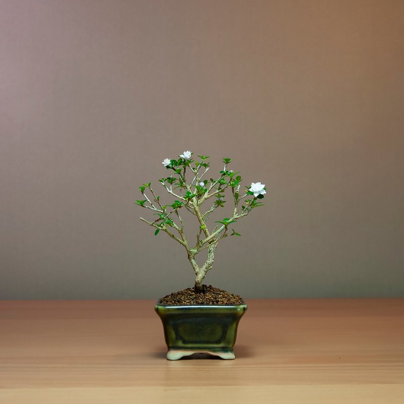 【日本植物】玫瑰香丁木 辦公室植物 居家植栽 綠化植物 - 盆栽/植栽 - 植物．花 