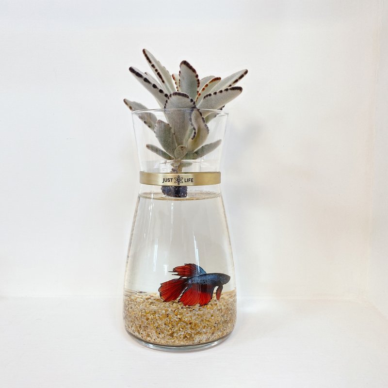 SDGs、ESG水耕植栽│多肉水耕植栽│魚植共生款 - 盆栽/植栽 - 植物．花 綠色