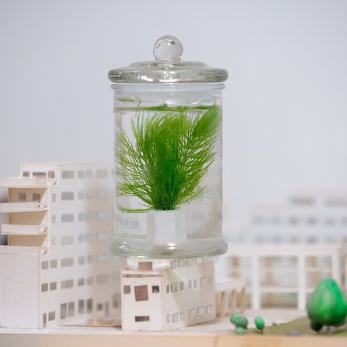 微景設計 小標本罐養水草【植物保固】 禮物
