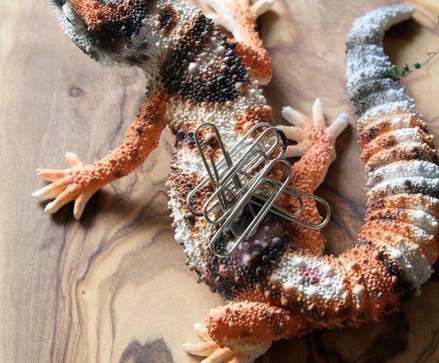 日本マグネット 超面白い文具 アフリカのリアルなオオヤモリ ヤモリ 紙