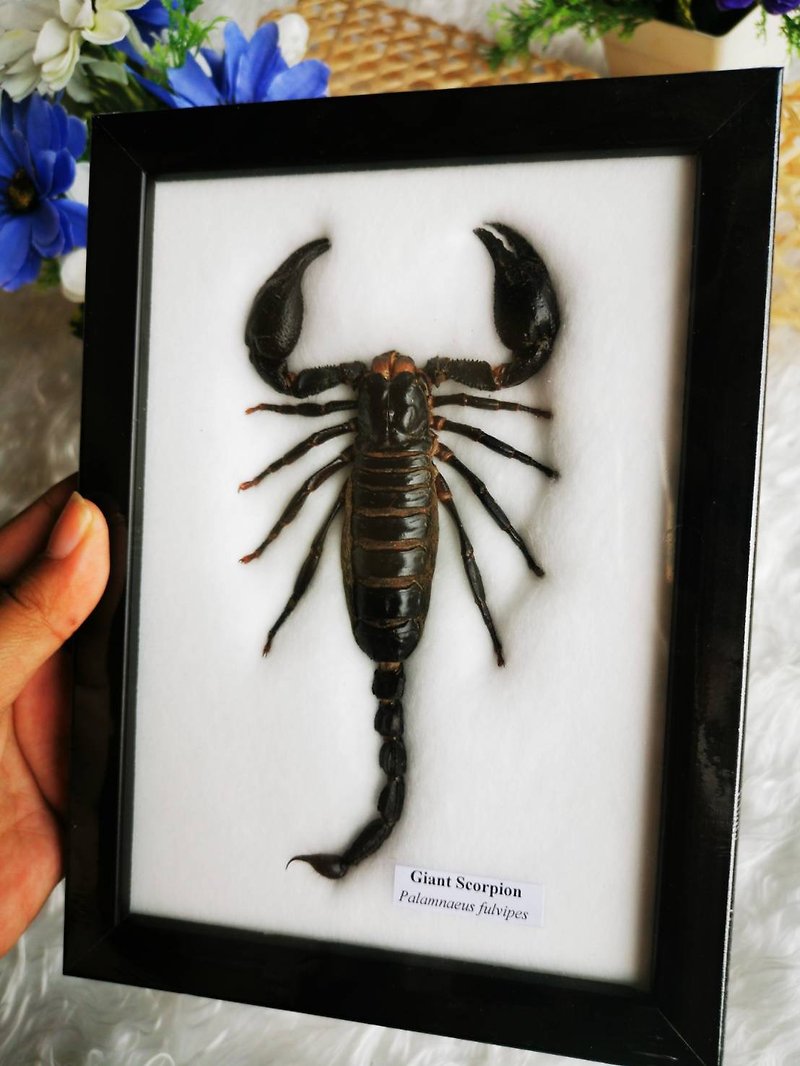 REAL GIANT SCORPION TAXIDERMY INSECT HOME DECORATION IN WOOD BOX FRAME - Items for Display - Wood Black