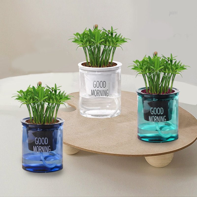 植栽 室內盆栽 羅漢松 懶人盆栽 - 盆栽/植栽 - 塑膠 多色