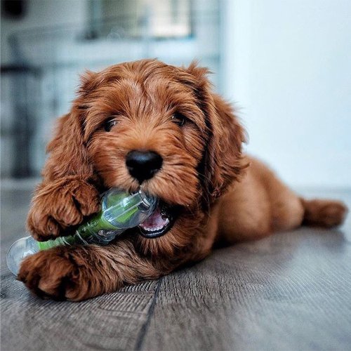Outward Hound 潔牙骨 綠咖咖果凍骨 (小中大型犬 / 4尺寸) 寵物玩具