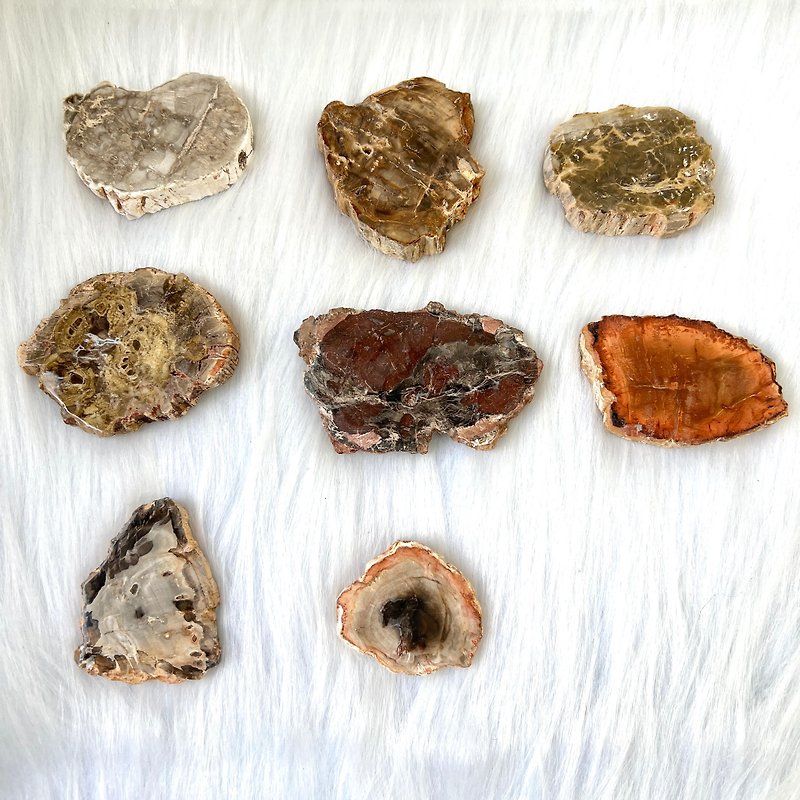 Petrified wood | Crystal | Crystal ornaments - Items for Display - Stone Multicolor
