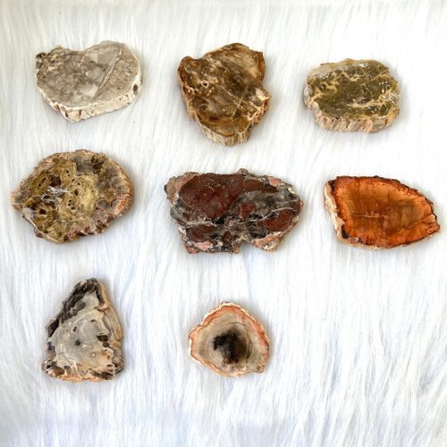 玄之水晶 木化石 | 水晶 | 水晶擺件
