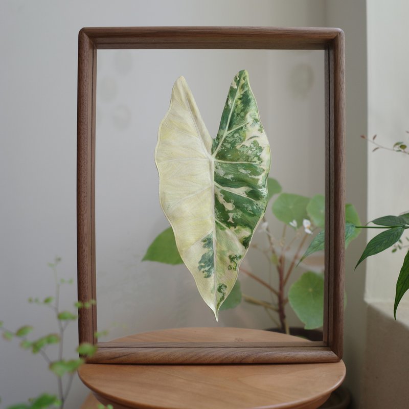 Transparent photo frame - Alocasia frydek variegated - Items for Display - Genuine Leather Green