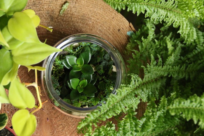 Medium-sized plant ecological bottle microscopic plants can be customized - ตกแต่งต้นไม้ - พืช/ดอกไม้ 