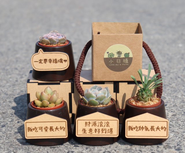 Mothers Day Gift Box Plant Mom Gift Succulent Gift Cute -  Denmark