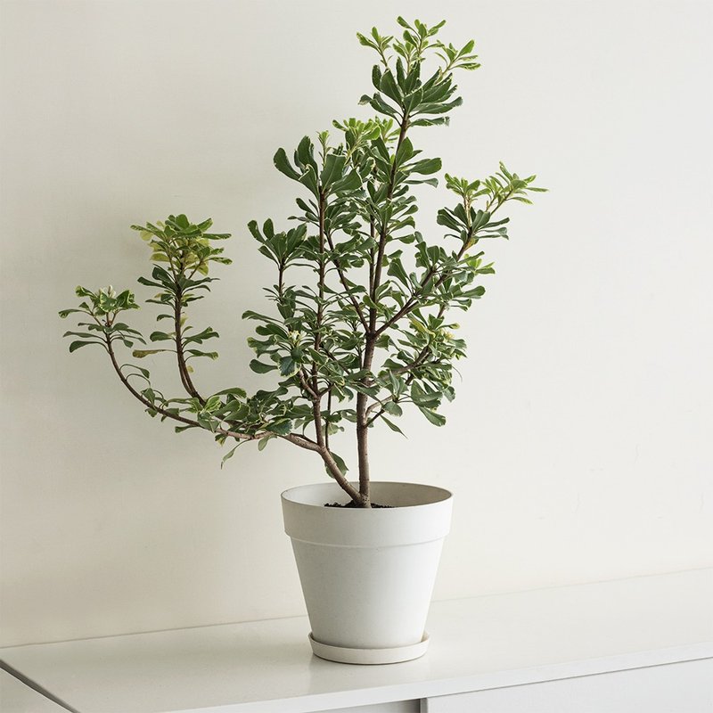 Variegated Pittosporum Large Planting_Dutch Design Minimalist Fog Basin - ตกแต่งต้นไม้ - พืช/ดอกไม้ 