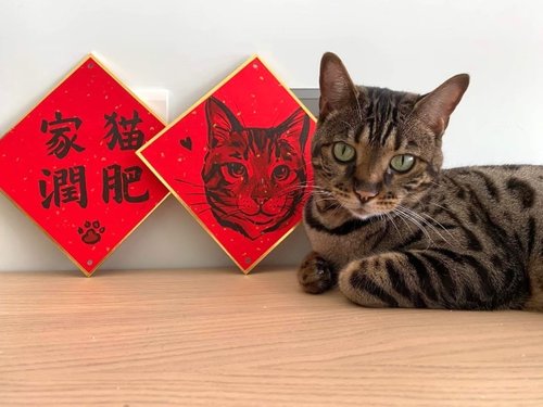 瓊斯藝術工作室 客製化寵物春聯 | 中卡硬春 | 獨一無二的萌寵祝福