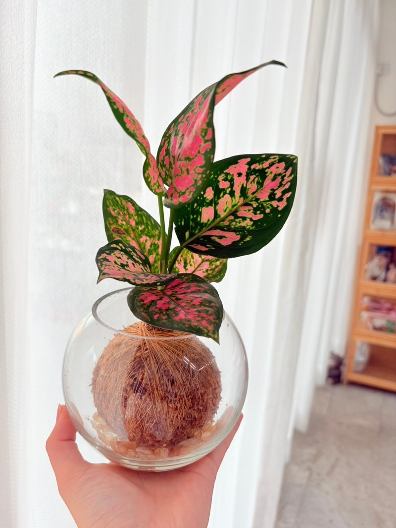 【體驗活動】Vita Design植物水苔球X水晶碎石 親子 企業團體課程 - 植栽/花藝 - 玻璃 