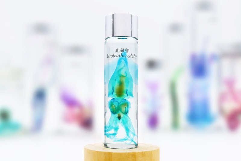 透明生物標本 - 真鎖管 Uroteuthis edulis (小) - 擺飾/家飾品 - 玻璃 