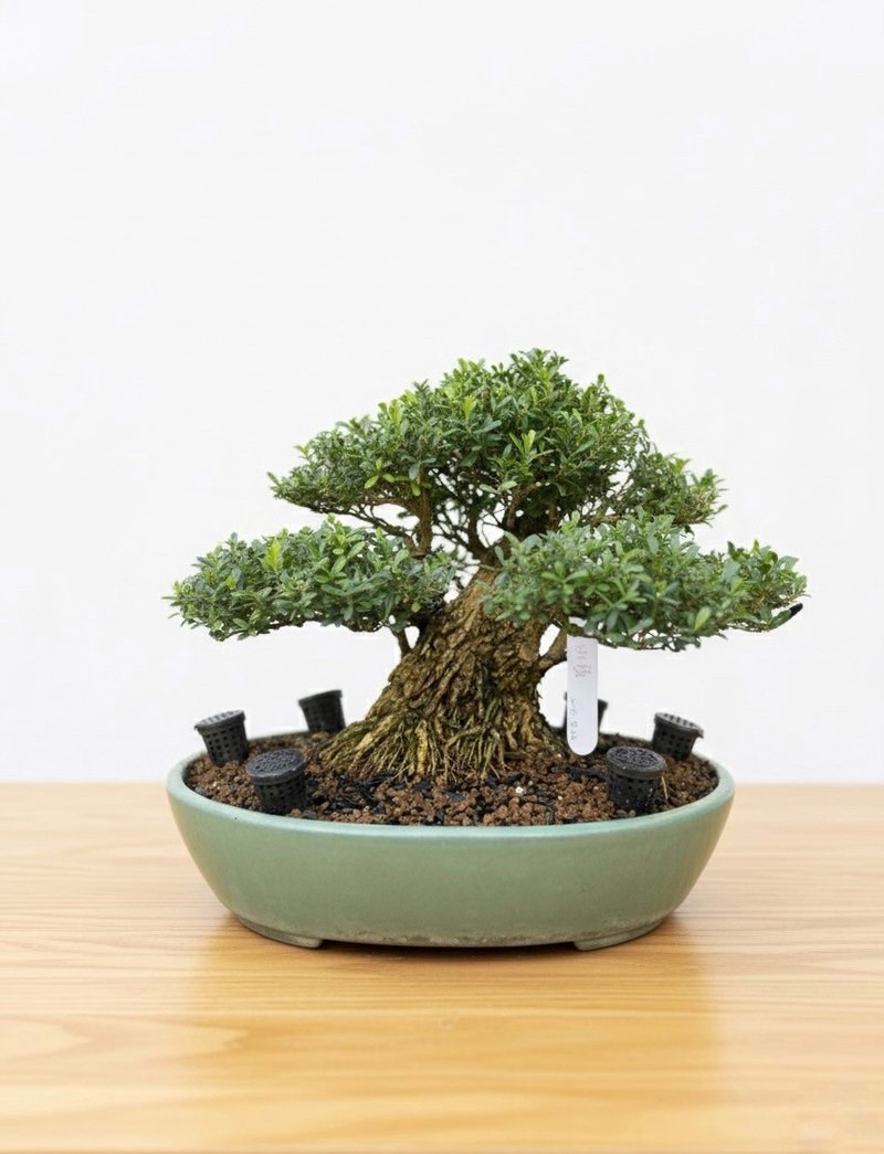 Miniature Potted Plant - Boxwood - ตกแต่งต้นไม้ - พืช/ดอกไม้ 