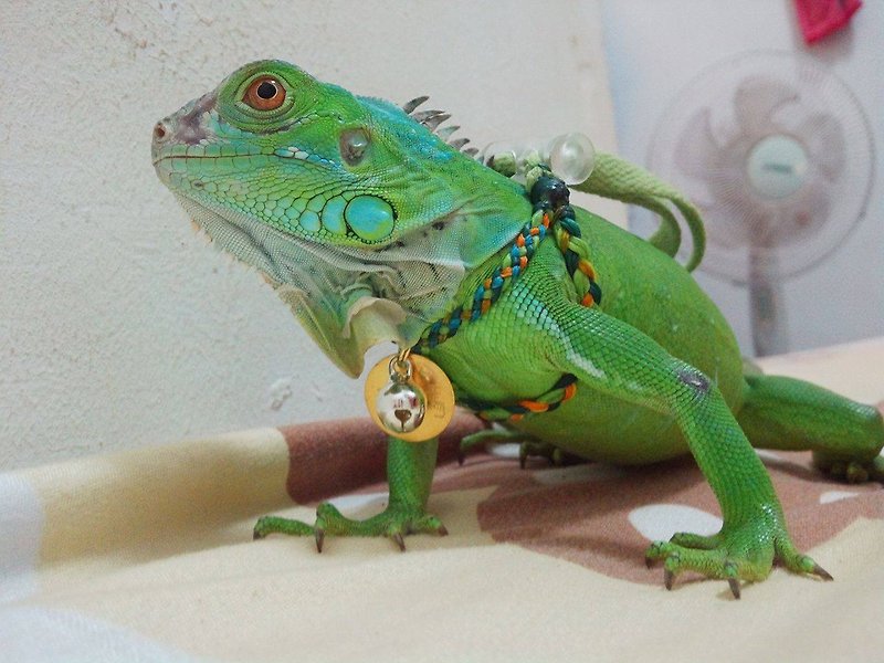 Wing Lizards customized leash for lizards (S size 9X11cm) - ปลอกคอ - วัสดุอื่นๆ 
