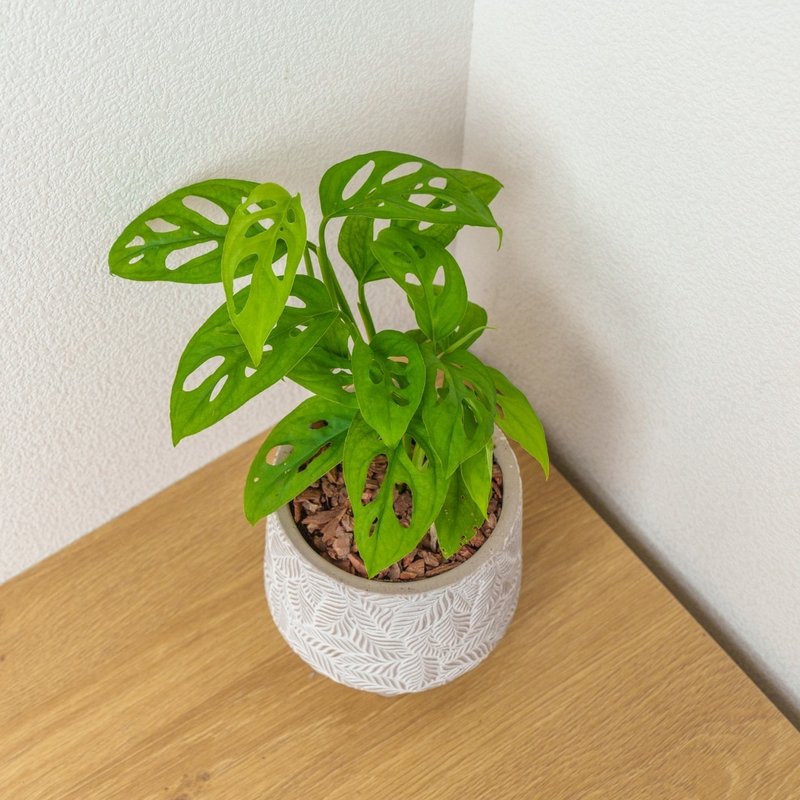 Cave philodendron small leaf pattern Cement potted plant opening gift housewarming gift planting potted plant - Plants - Plants & Flowers 