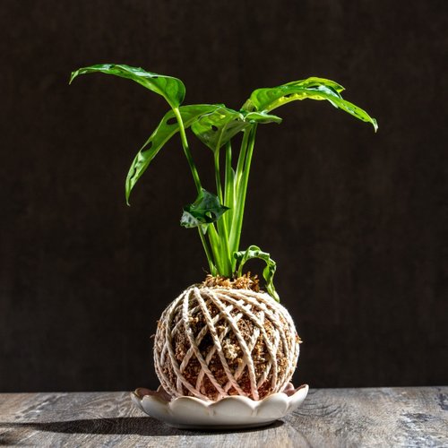 巧繪網植物館 洞洞蔓綠絨苔球 苔球植物 苔玉 室內植物 辦公室植物 交換禮物