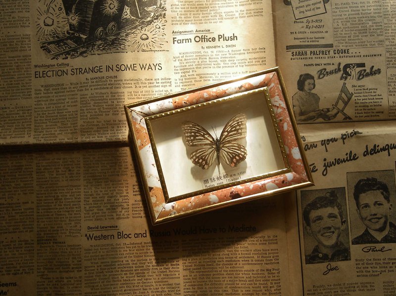 [OLD-TIME] Early butterfly specimens - Items for Display - Other Materials 