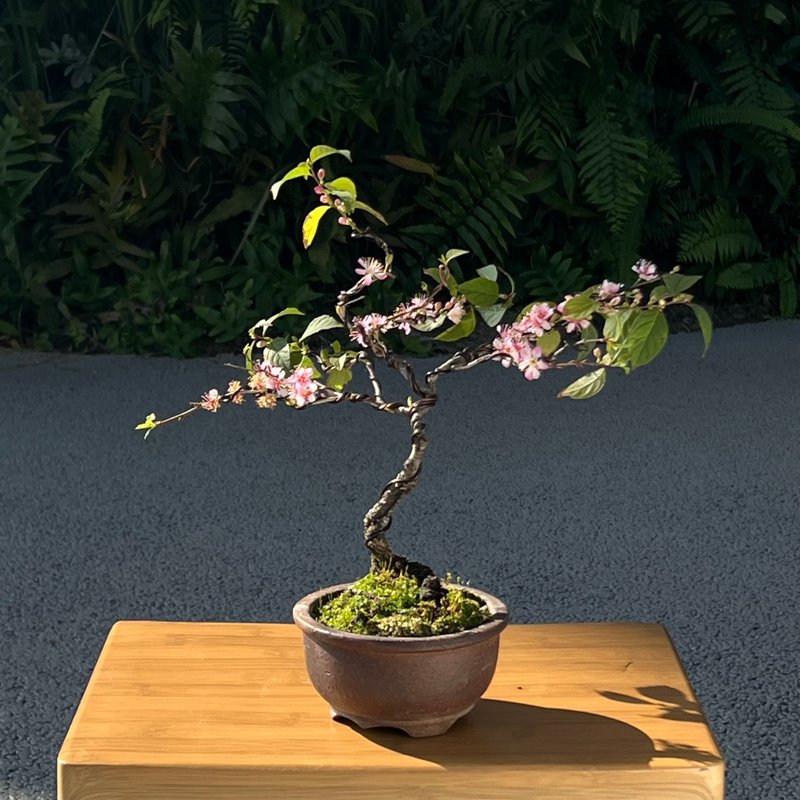 郁李中品盆景∣福昌柴燒圓鉢 - 植栽/盆栽 - 陶 