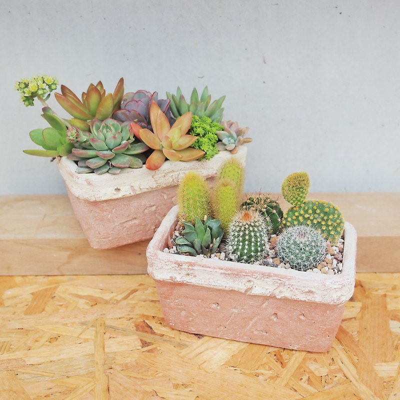 [Doudou Succulents] Housewarming│Gifts│Promotion│Succulents│-Pink old rectangular pot combination - Plants - Cement 