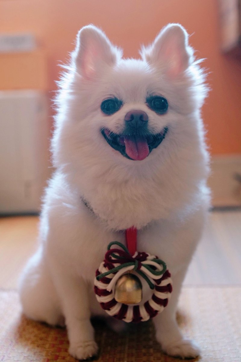 Christmas Gift【Pet Version Jingle Bell】Chest Strap Ornaments - Custom Pillows & Accessories - Cotton & Hemp Multicolor