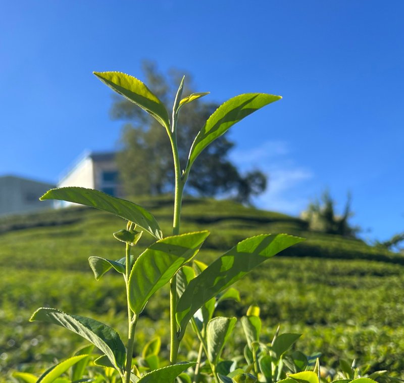 涼風・梨山 秋烏龍茶/標高1900m 高山烏龍茶 - ティーバッグ・茶葉 - 食材 ブルー