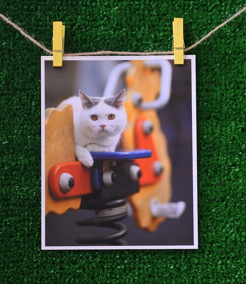 3猫屋猫写真ポストカード（写真：猫夫人）–リードする - カード・はがき - 紙 