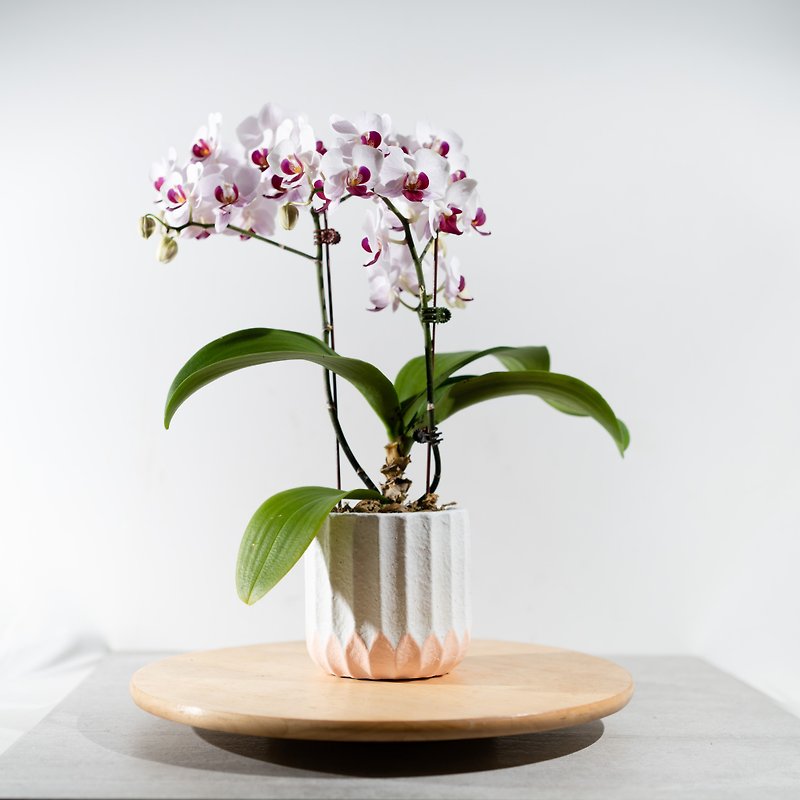 Medium-sized orchid for home dining table - ตกแต่งต้นไม้ - พืช/ดอกไม้ สีเขียว