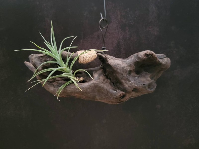 漂流木 | 植栽擺飾  |  Driftwood Art |  MU23092804 - 植物/盆栽/盆景 - 木頭 