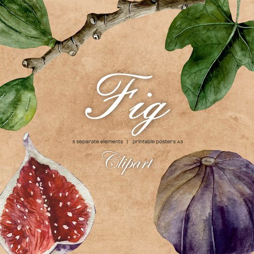 Art and Funny Watercolor Fig Clipart, Fig Studies branch, fig, seeds, leaf