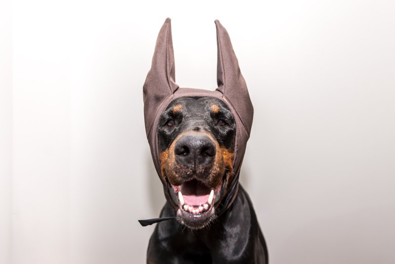 Brown Doberman Winter Hat Doberman Warmer Pitbull Hat Doberman Winter Snood Dog - 寵物衣服 - 尼龍 咖啡色
