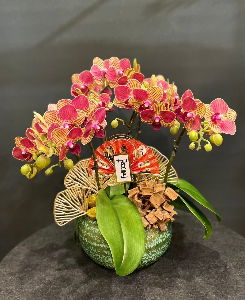 Orange Line Phalaenopsis NEW YEAR-17 - Plants - Plants & Flowers 