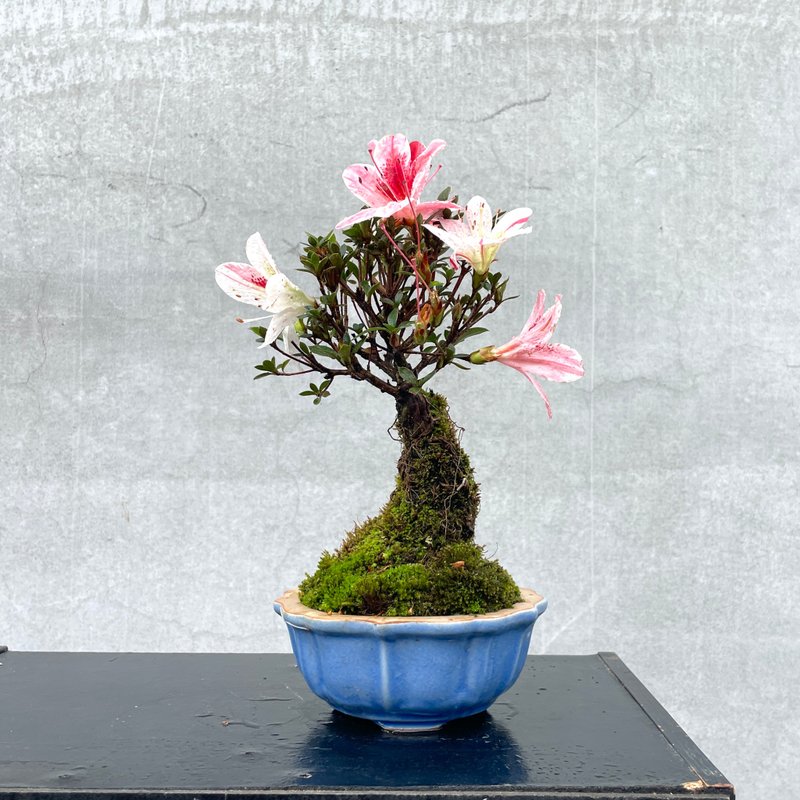小品盆栽-日本皋月杜鵑 花綴 - 盆栽/植栽 - 植物．花 
