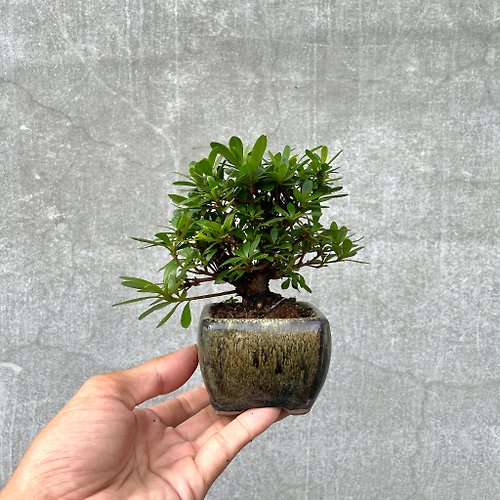 野趣小品盆栽 Rustic Charm Bonsai 小品盆栽-日本皋月杜鵑 幸の泉 豆盆栽