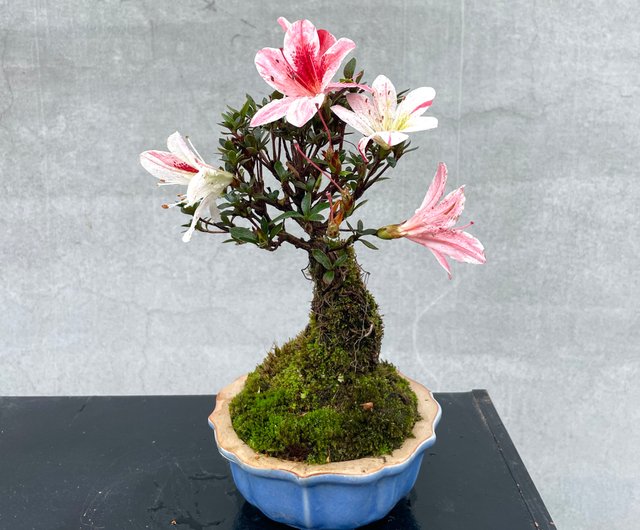 粉彩喜气盈门六方花盆 多肉菖蒲盆栽 植木鉢 小品盆栽鉢 大品盆栽